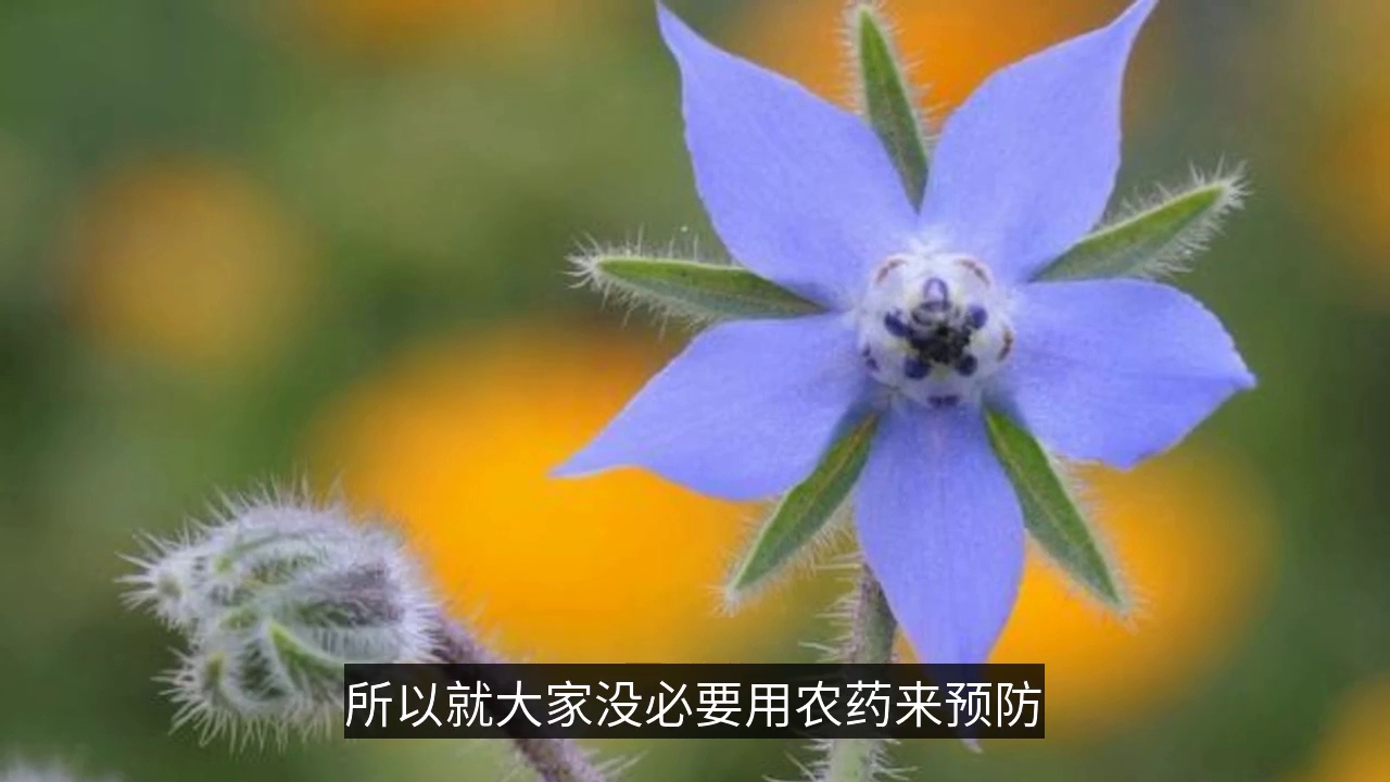 美到不生虫的花:琉璃苣,您知道怎么栽培吗?哔哩哔哩bilibili