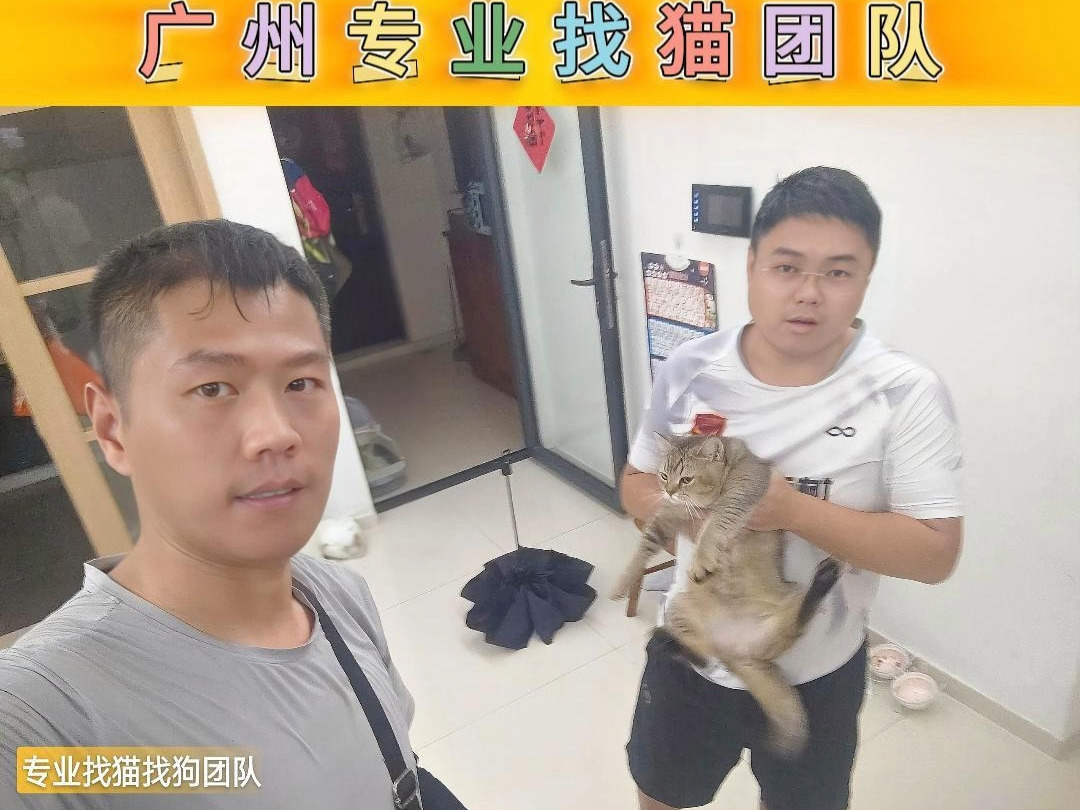 广州找猫 迅速 40分钟成功找回猫咪哔哩哔哩bilibili