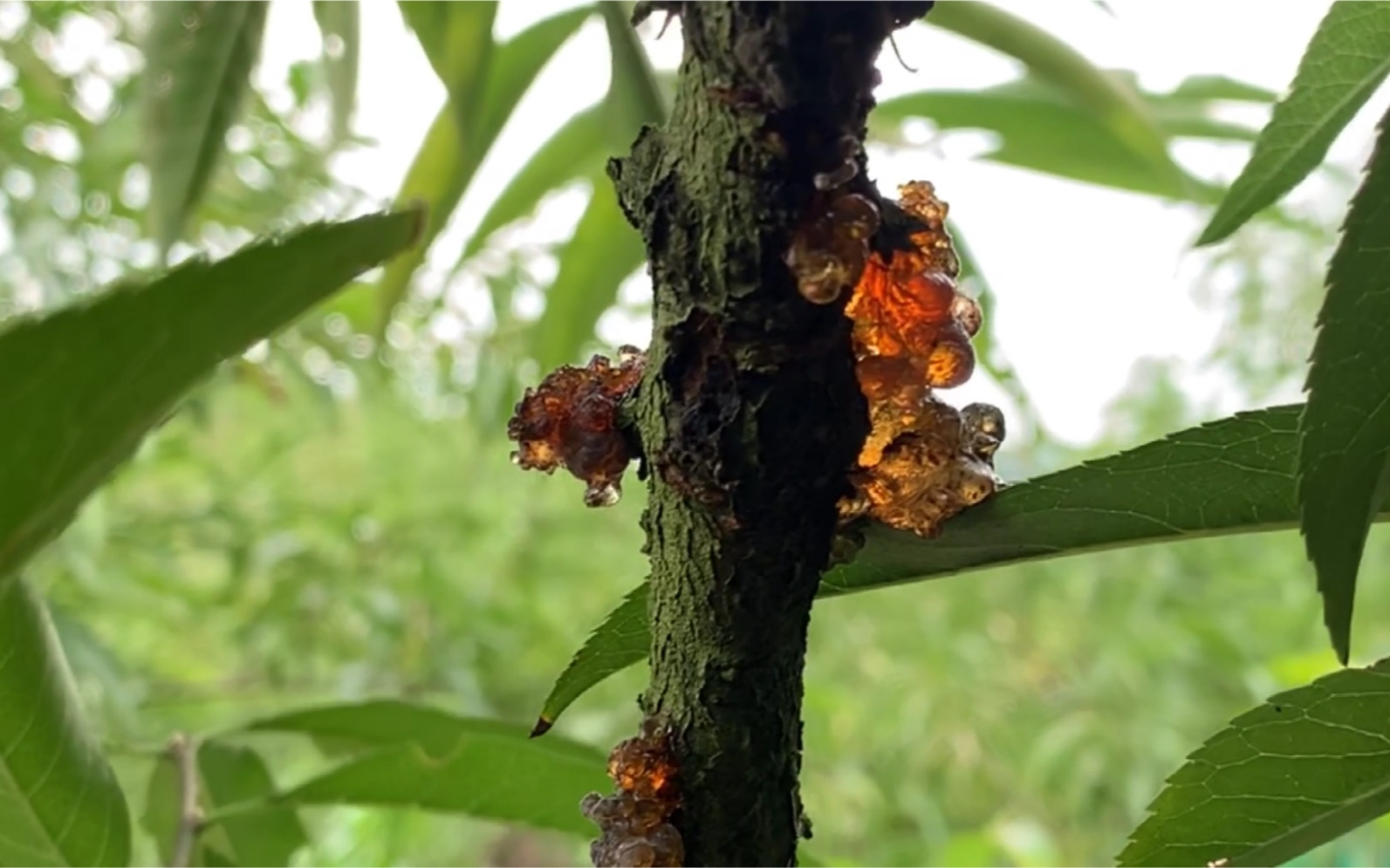 报废四指徒手采摘新鲜桃胶!