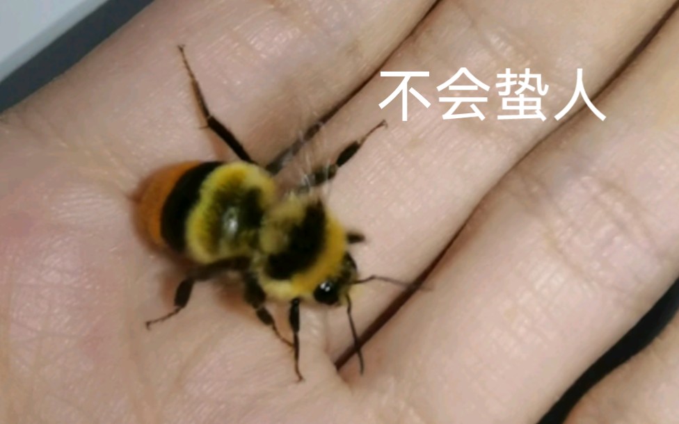 来领养红光熊蜂的雄蜂吧,不蛰人.