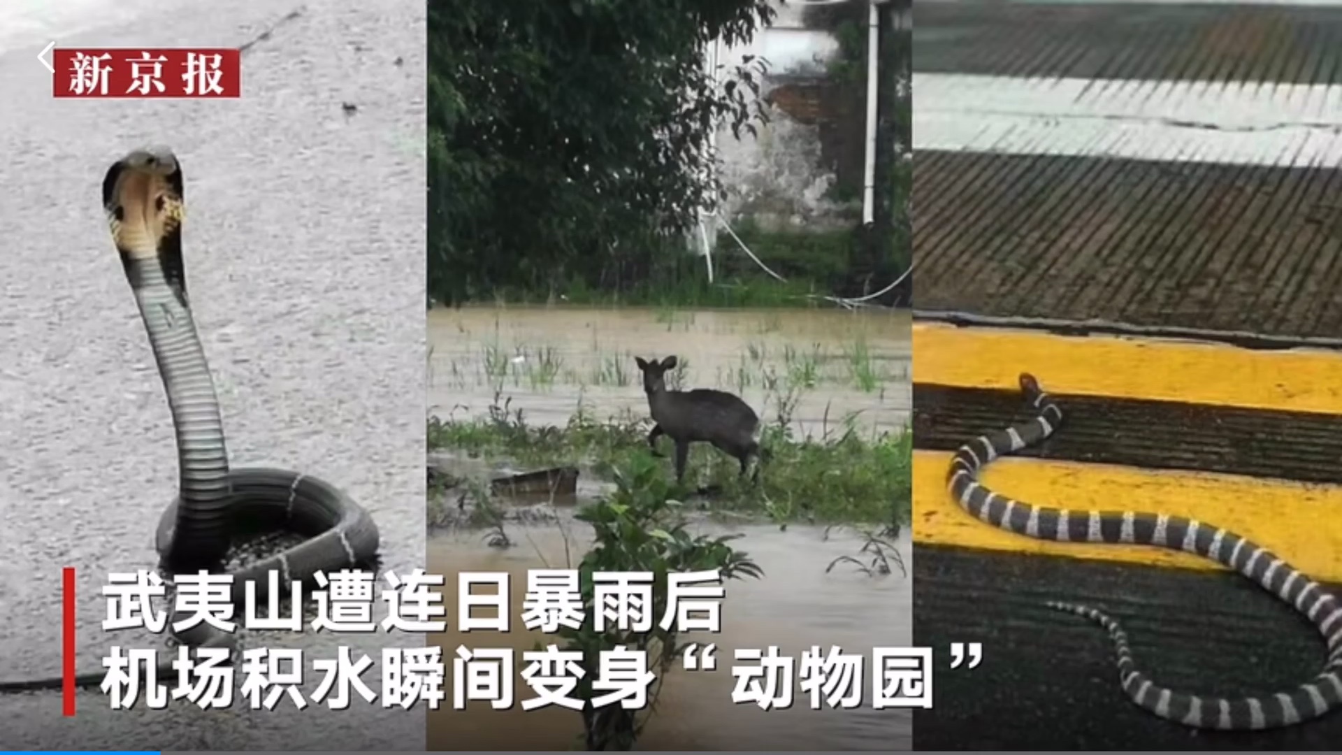 [图]暴雨后武夷山机场百兽出没 停机坪捞出54斤大鱼