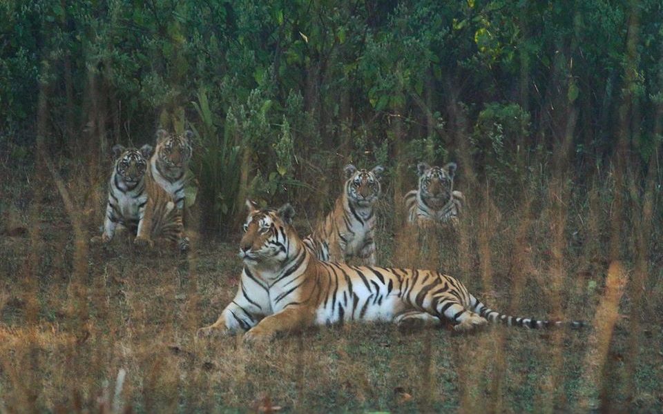 母虎奈娜,乳汁够养育4只虎崽?