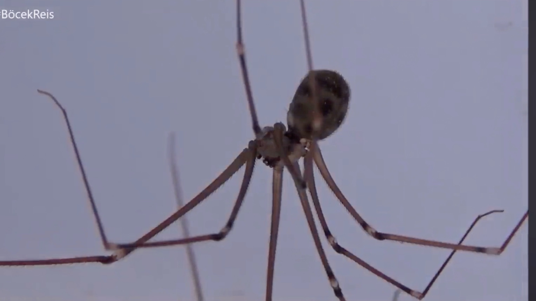 与壶腹蛛属,拟幽灵蛛属同亚科的西欧亚大陆幽灵蛛
