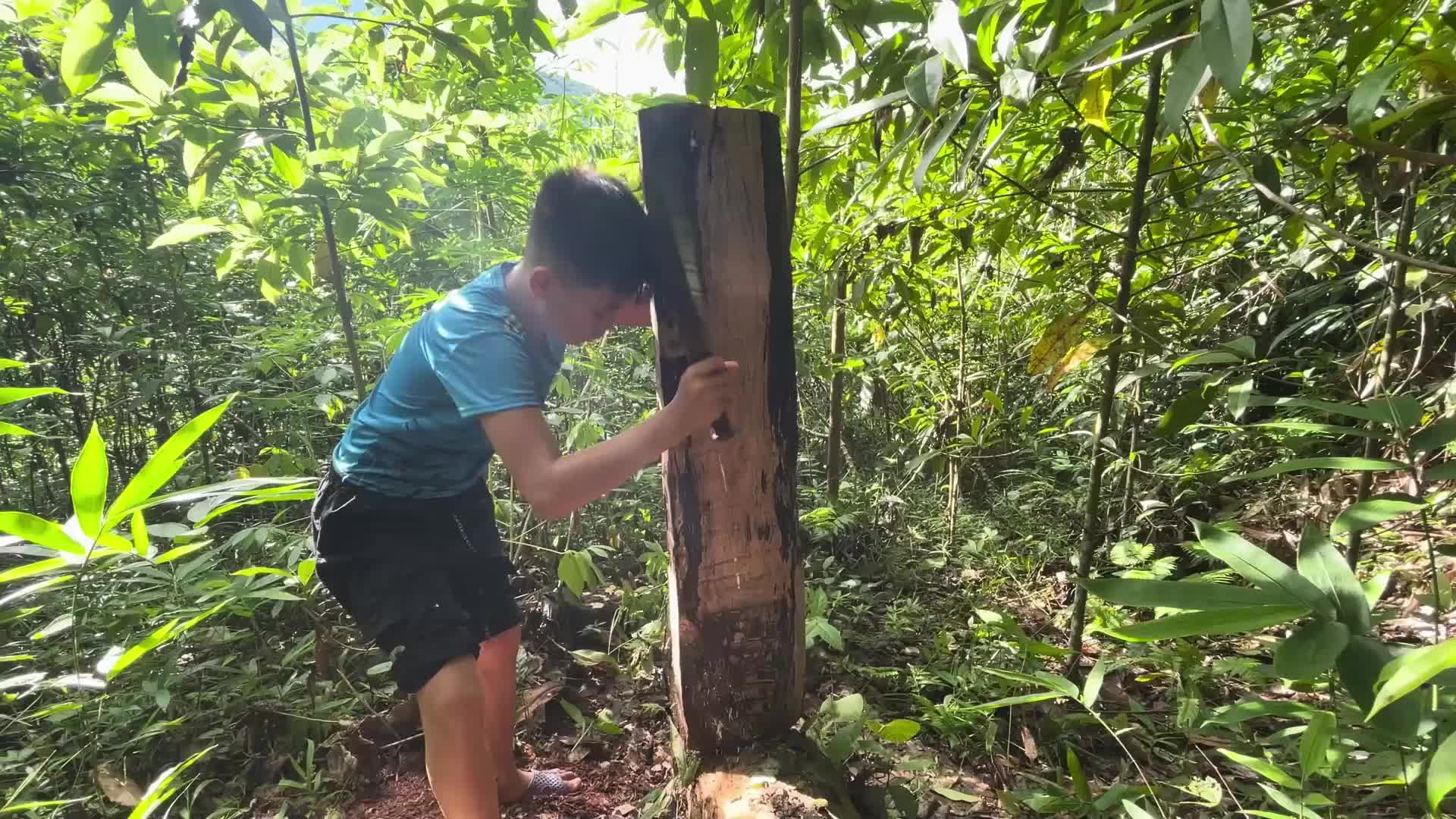 小朋友砍树图片