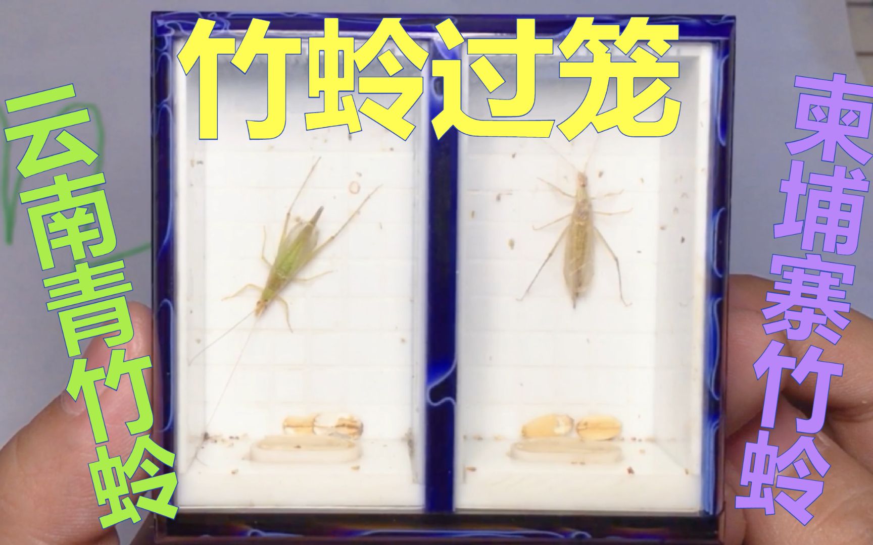 竹蛉过笼盒子养竹蛉是否更方便呢