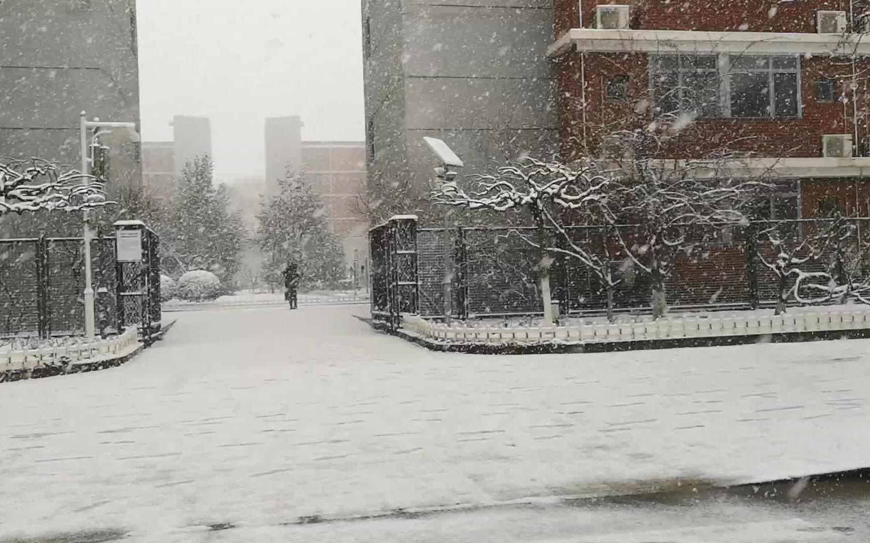 [图]南方孩子狂喜——北京春天鹅毛大雪