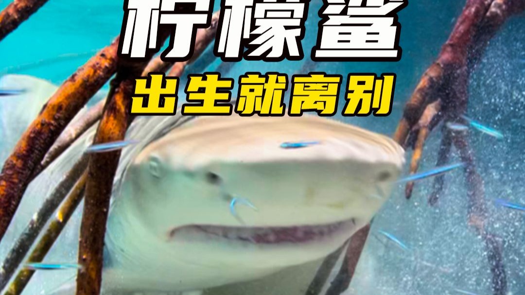 柠檬鲨，柠檬鲨能吃吗