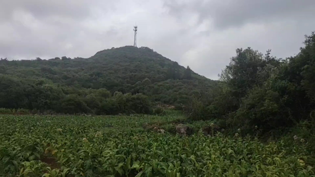 酉山卯向坐土,消砂纳水全过关!一个财砂,两个旺砂,三个生砂.左水倒右水出乙辰,自旺向,符合杨公救贫进神水法,水口一对禽星形似贵人把住水口,...