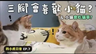 黄阿玛的日常 小猫受训中 四小虎日常ep 5 哔哩哔哩 Bilibili