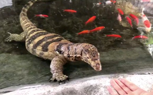 【硫磺泽巨蜥】这个饲养巨蜥的环境确实挺不错的.我酸了(各种意义上)