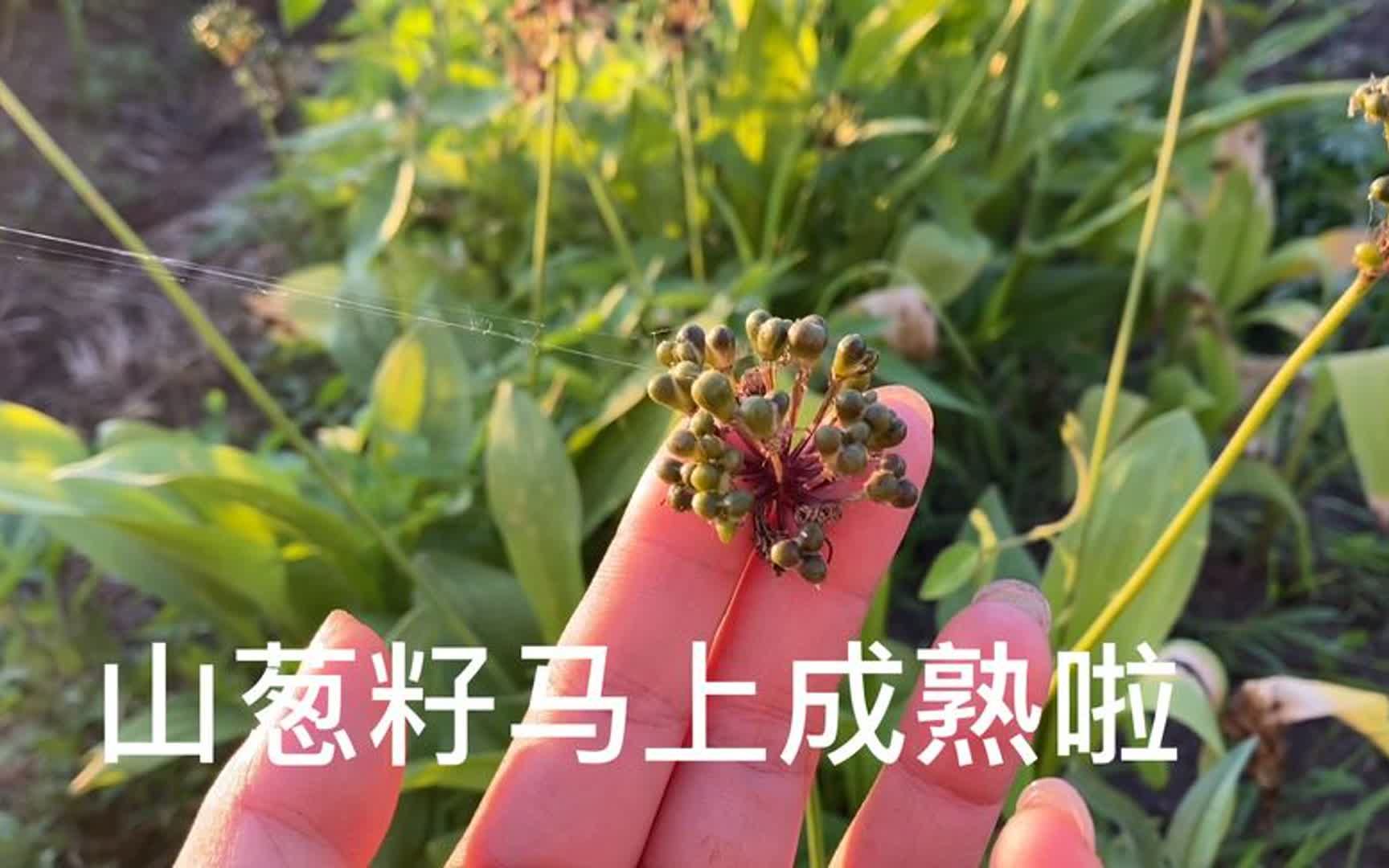 去年种的山葱,今年打籽啦!又能卖2000左右!哔哩哔哩bilibili