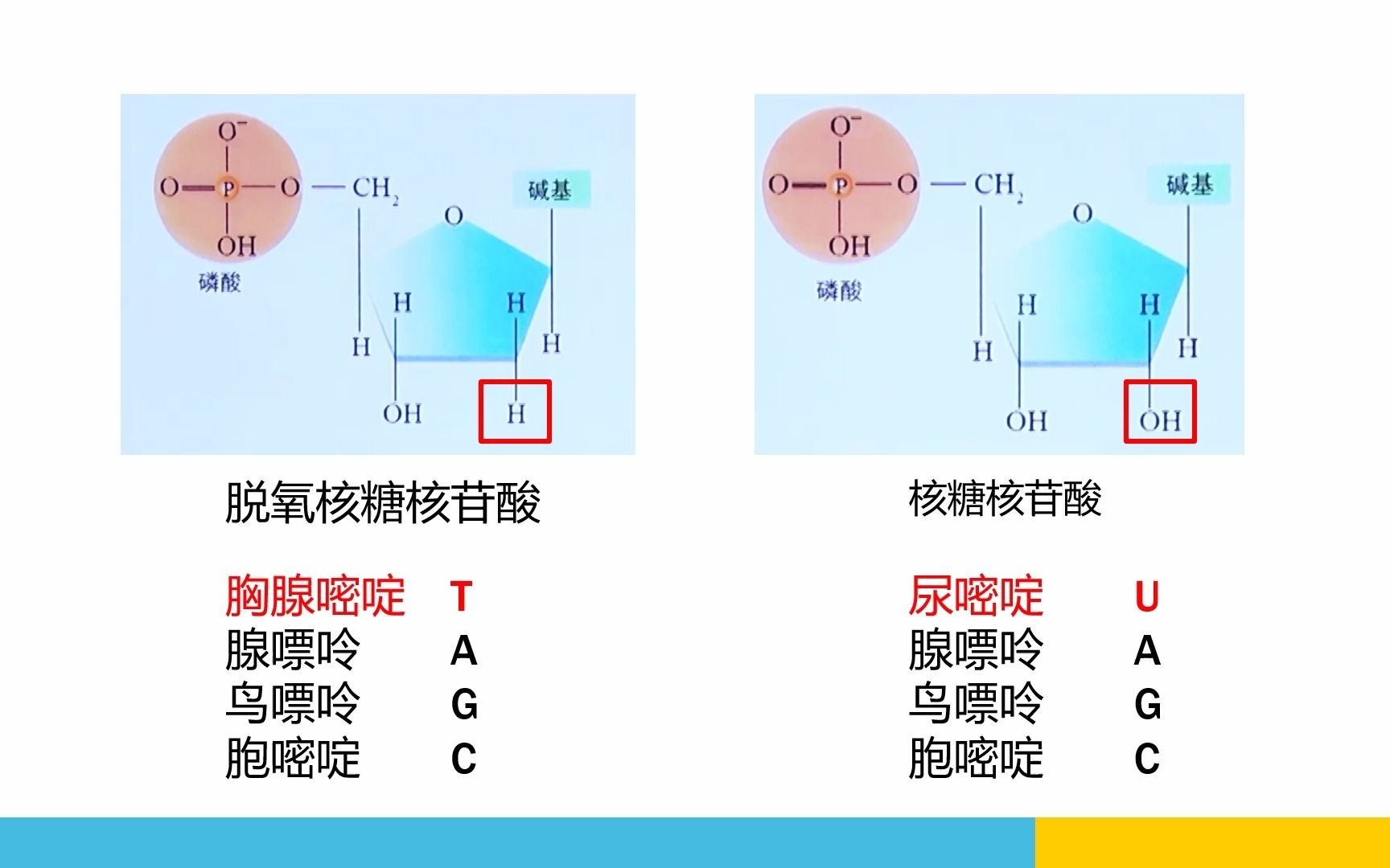 核酸的基本单位及形成过程哔哩哔哩bilibili