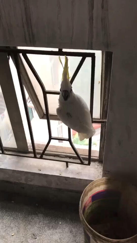 捡来的葵花凤头鹦鹉00大白