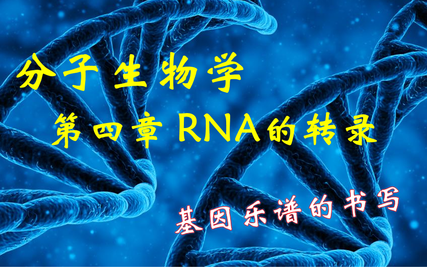 分子生物学RNA的转录哔哩哔哩bilibili