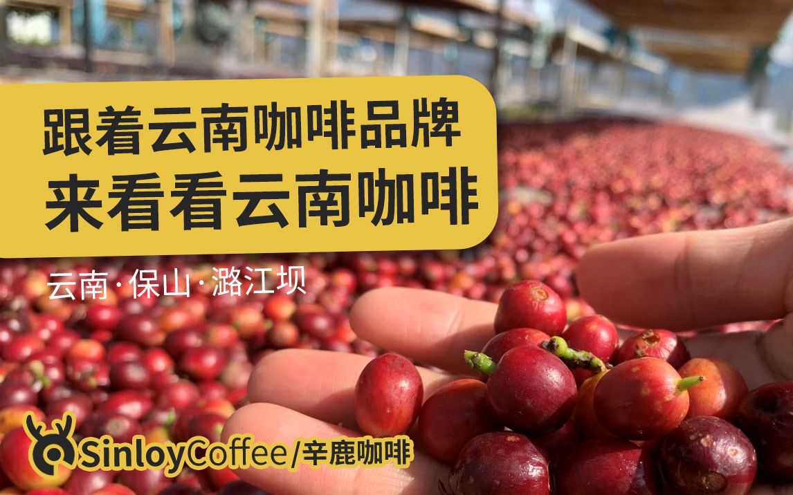 SinloyCoffee/辛鹿咖啡|云南咖啡产地|当季咖啡鲜果采摘哔哩哔哩bilibili