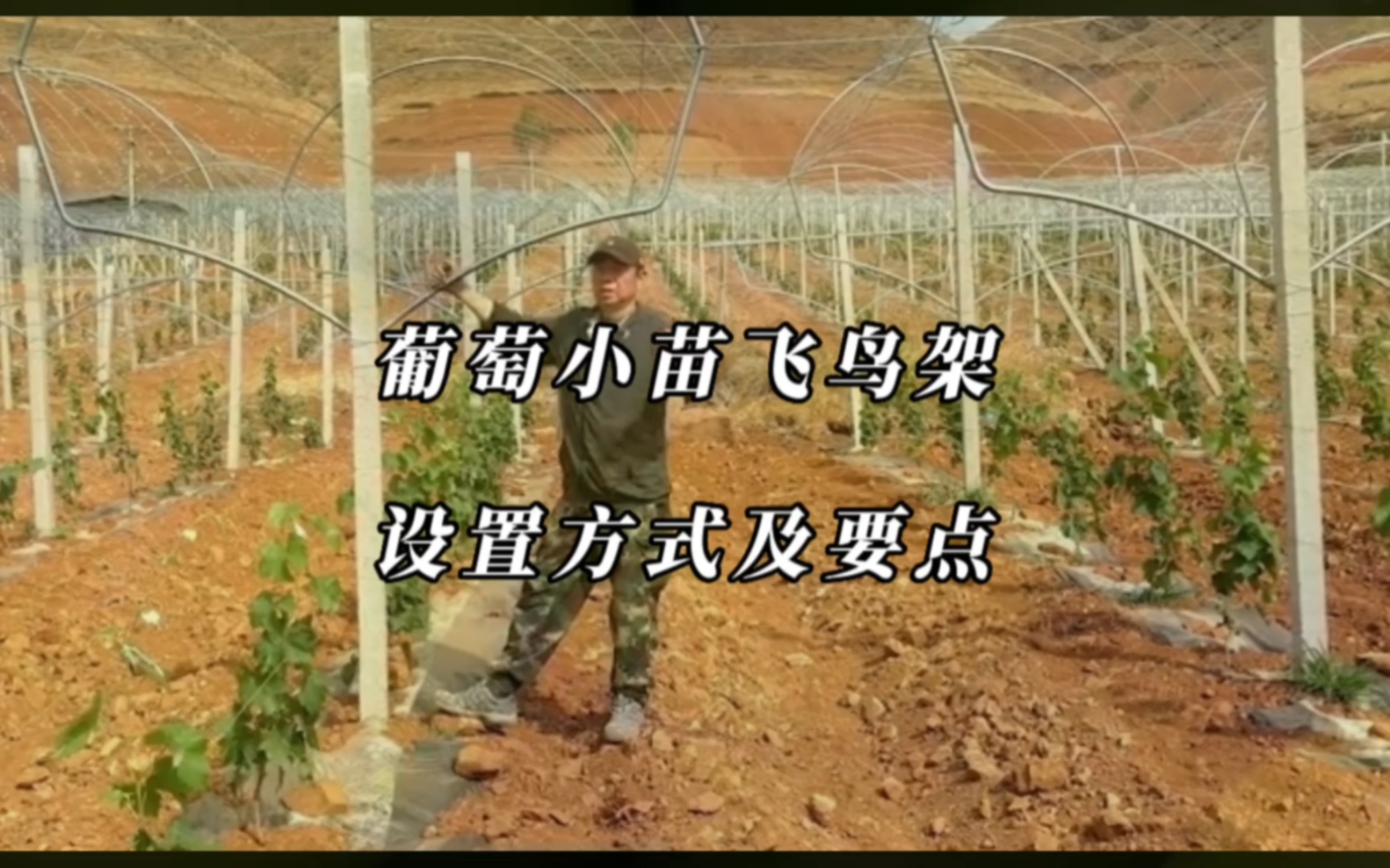 【农事科普】葡萄小苗飞鸟架设置方式及要点