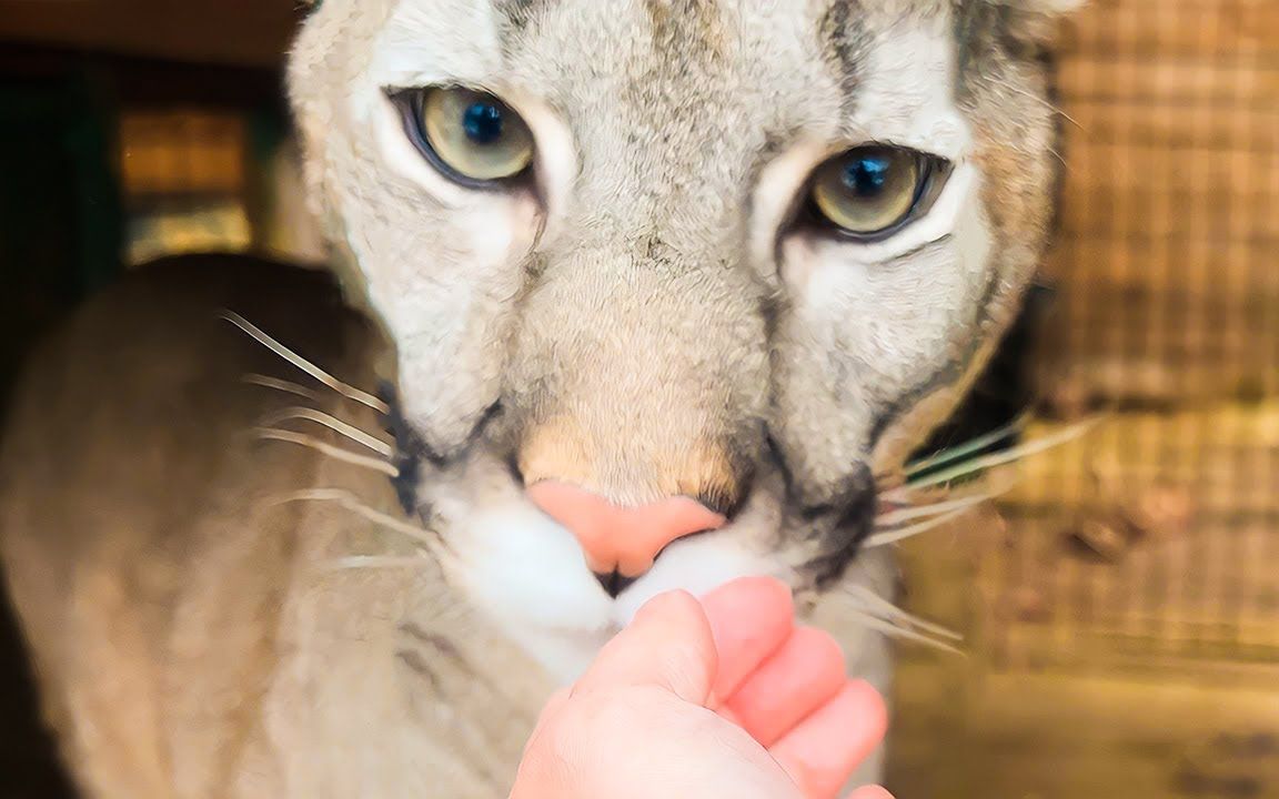 【猞猁姐姐】20230326--美洲狮娜拉见到了从埃及回来的姐姐(4k60p)