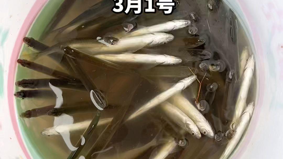 3月1日鱼获晒图