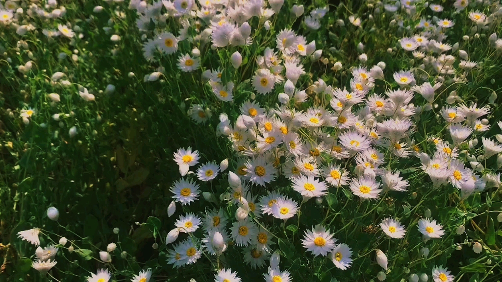 [图]"flowers"