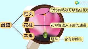 Parts Of Plants 植物的六大部位英文学习 哔哩哔哩 つロ干杯 Bilibili