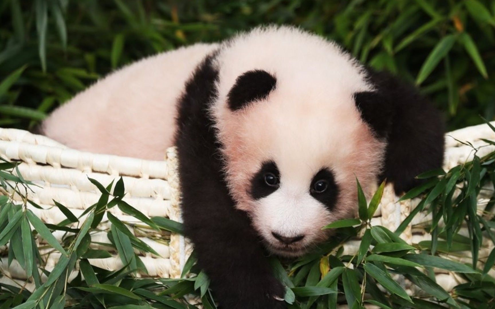 旅韩大熊猫福宝3岁生日,央视直播拆蛋糕,软软糯糯萌化众人