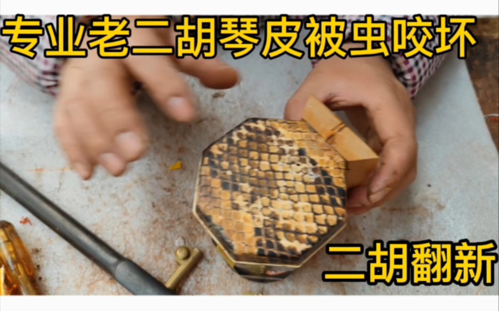 专业老二胡琴皮被虫子咬坏了老二胡维修手工蒙皮翻新改善音质