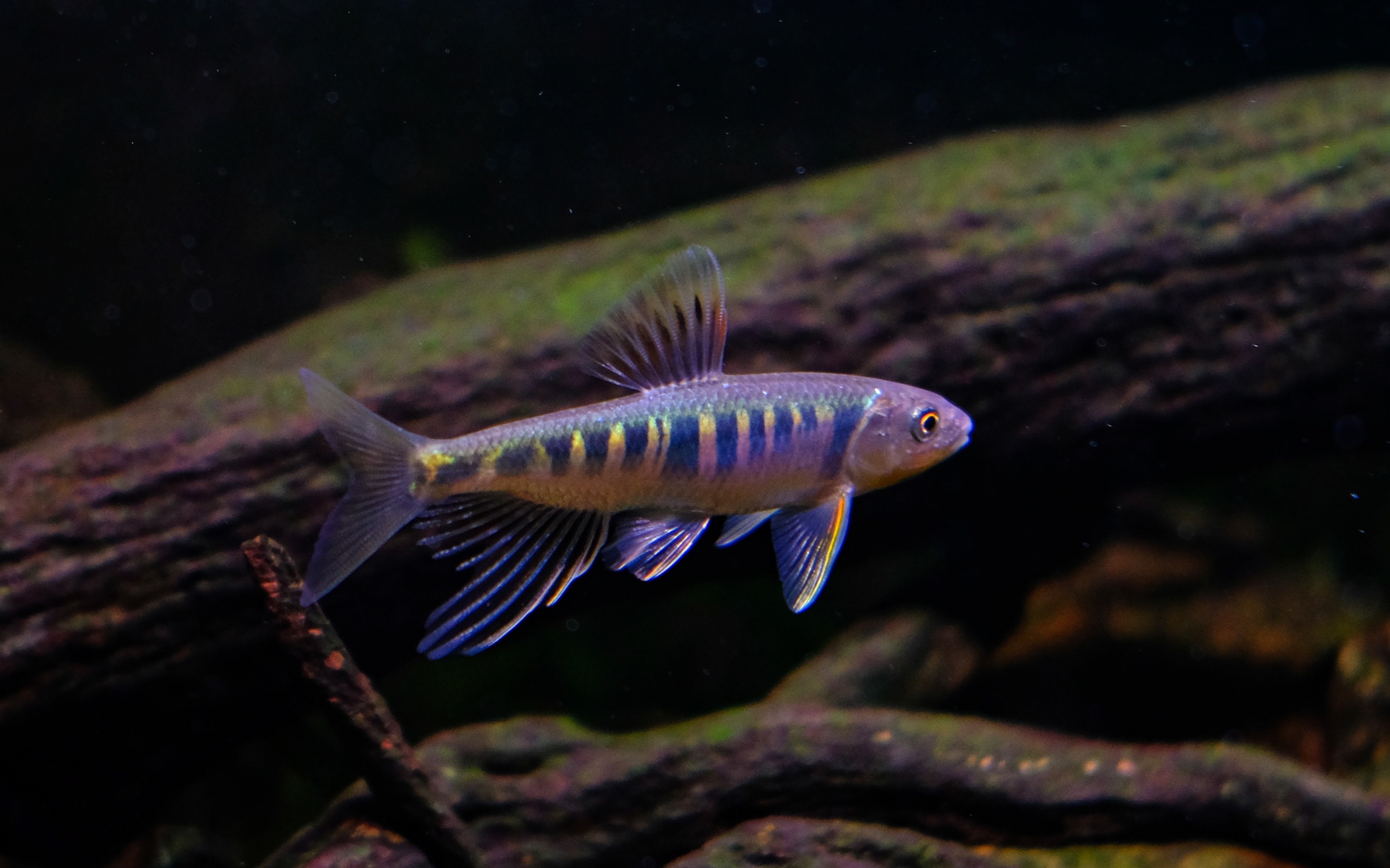 可爱的长鳍鱲,安徽舒城侏儒长鳍鱲,成体8公分发色.