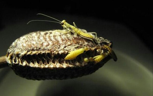 绿静螳吃短额负蝗