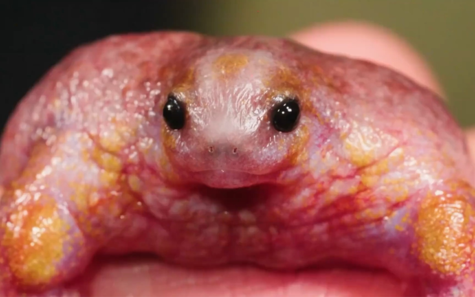 古氏龟蟾,蛙类的光头强