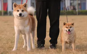 Скачать видео: 【秋田犬和柴犬】开什么玩笑，竟然还有人分不清秋田和柴犬？