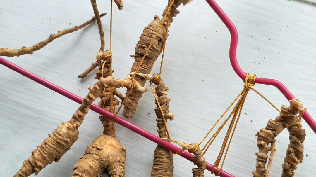 林下参,一个芦碗一年,浑身都是疙瘩