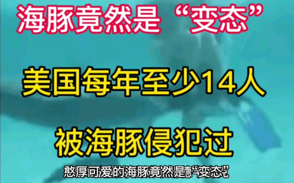 海豚竟然是变态,美国每年至少有14人 被海豚侵犯过.哔哩哔哩bilibili