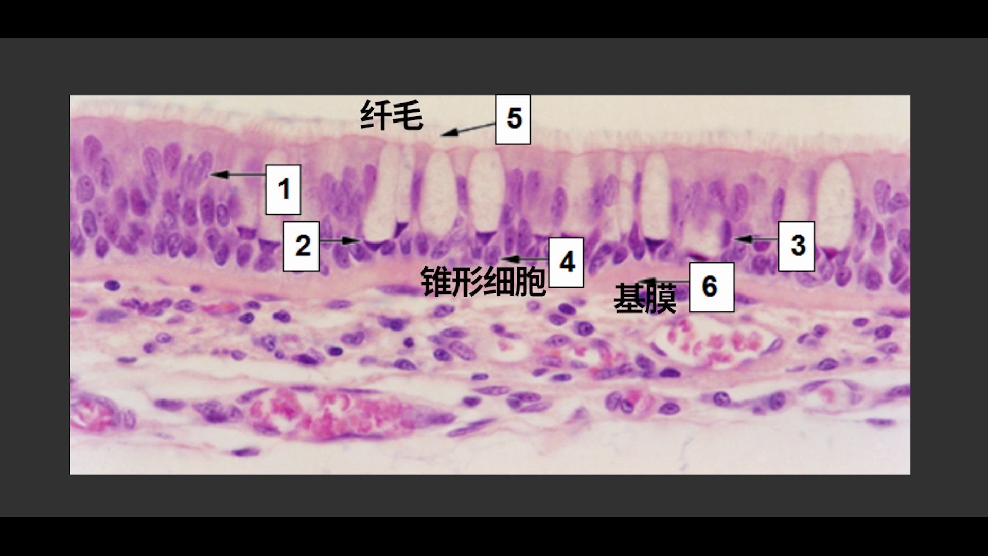 [图]组胚实验第二弹（完整版），希望这个能对你的组胚学习有所帮助，还有五天，每天五遍，相信你一定可以！！！