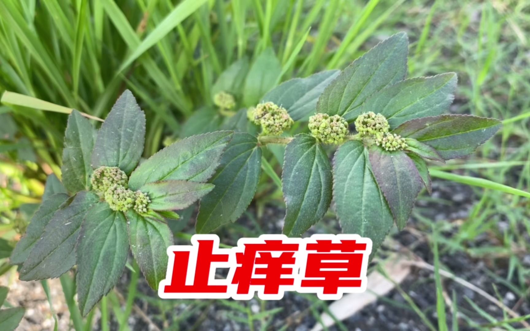 飞扬草的功效(飞扬草:自然草本,舒缓身心)