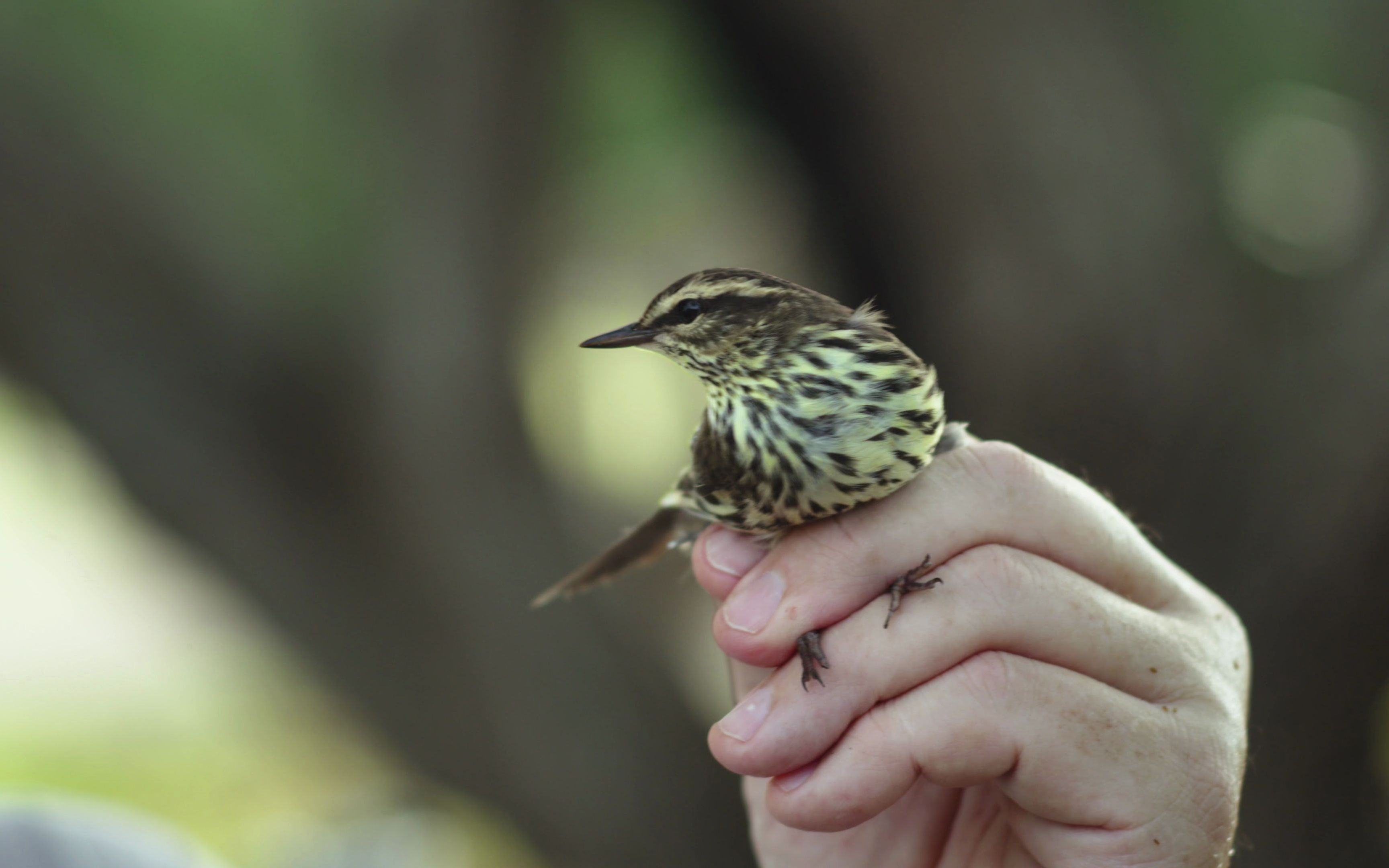 观鸟者.birders.2019.2160p