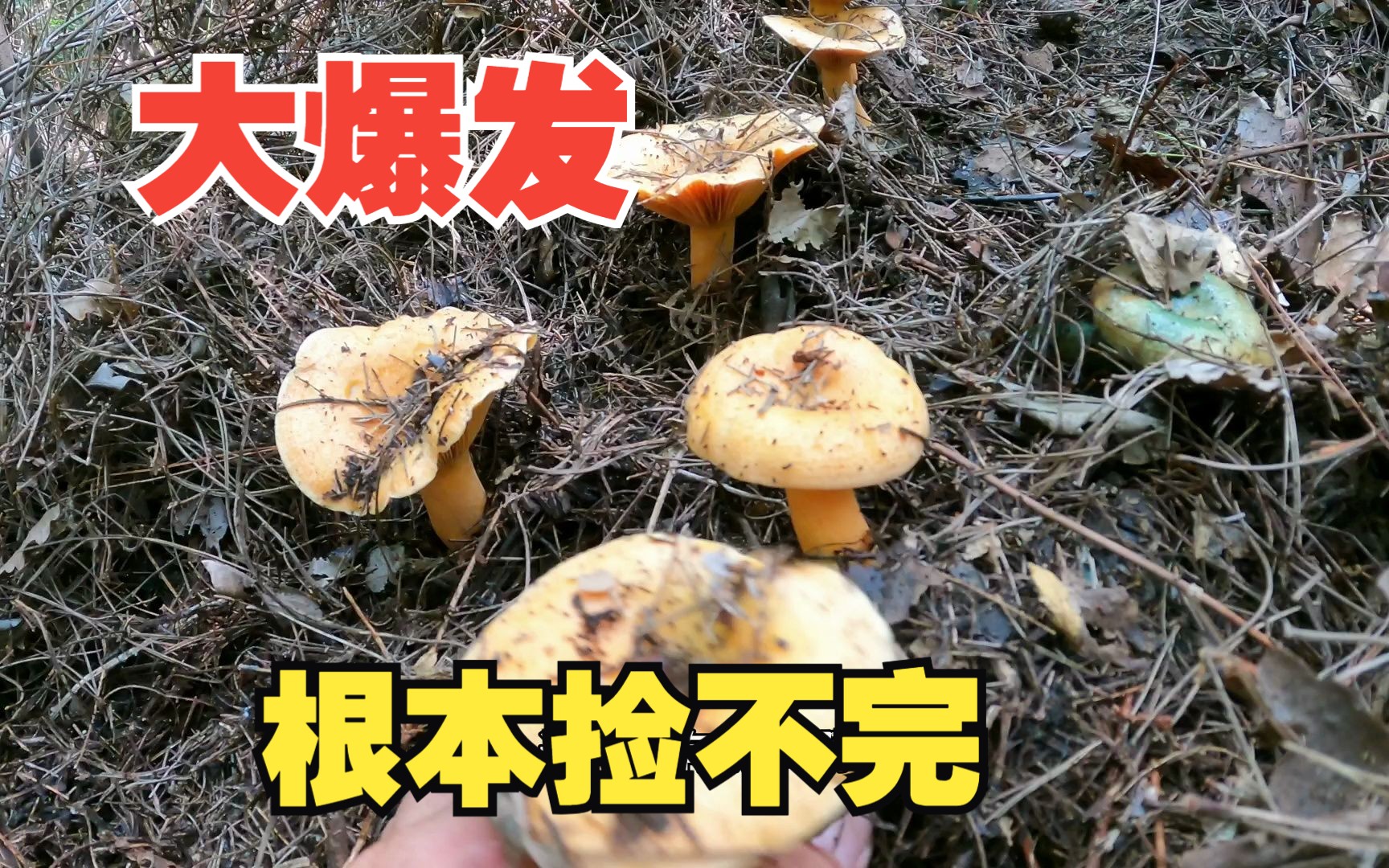 黄枞菌大爆发,太多了,捡不完,根本捡不完哔哩哔哩bilibili