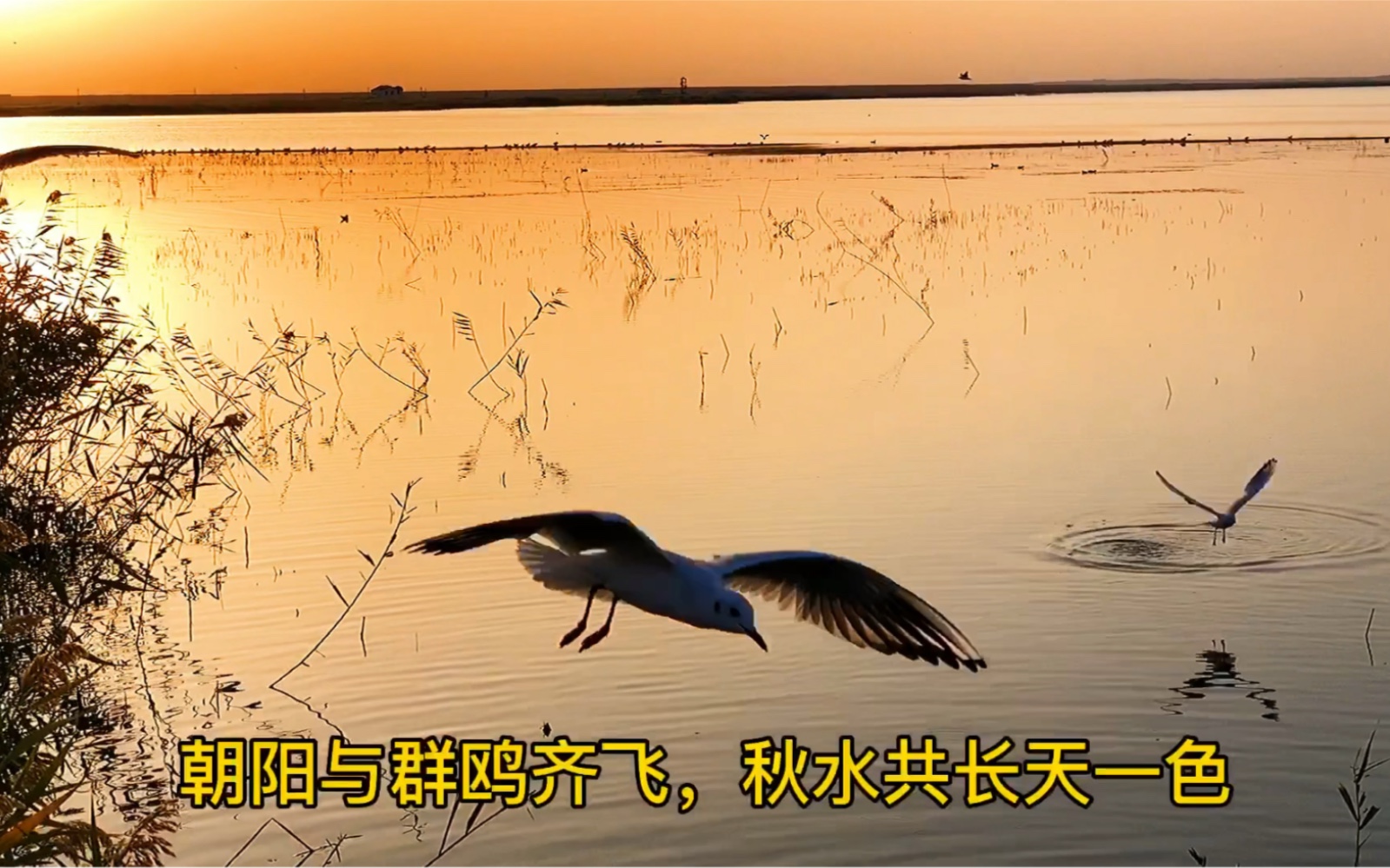 [图]朝阳、海子、芦苇、水鸟，共同勾画出一幅动态的中国最美日出画卷