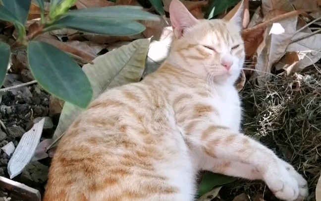 短尾橘猫—惬意生活