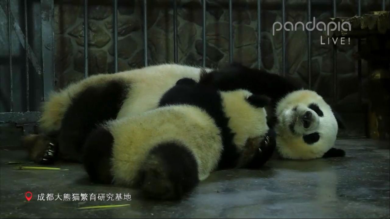 【pandapia】20200822周六直播录屏哔哩哔哩bilibili