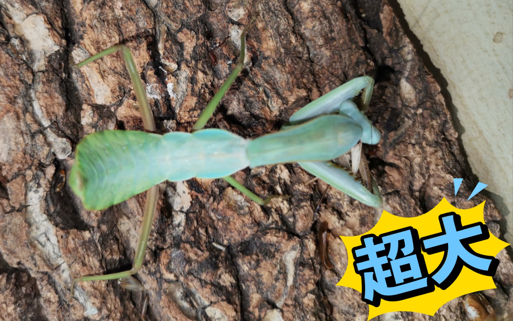 超级巨虫—墨盖拉菱背螳蜕皮进次末,超级震撼!