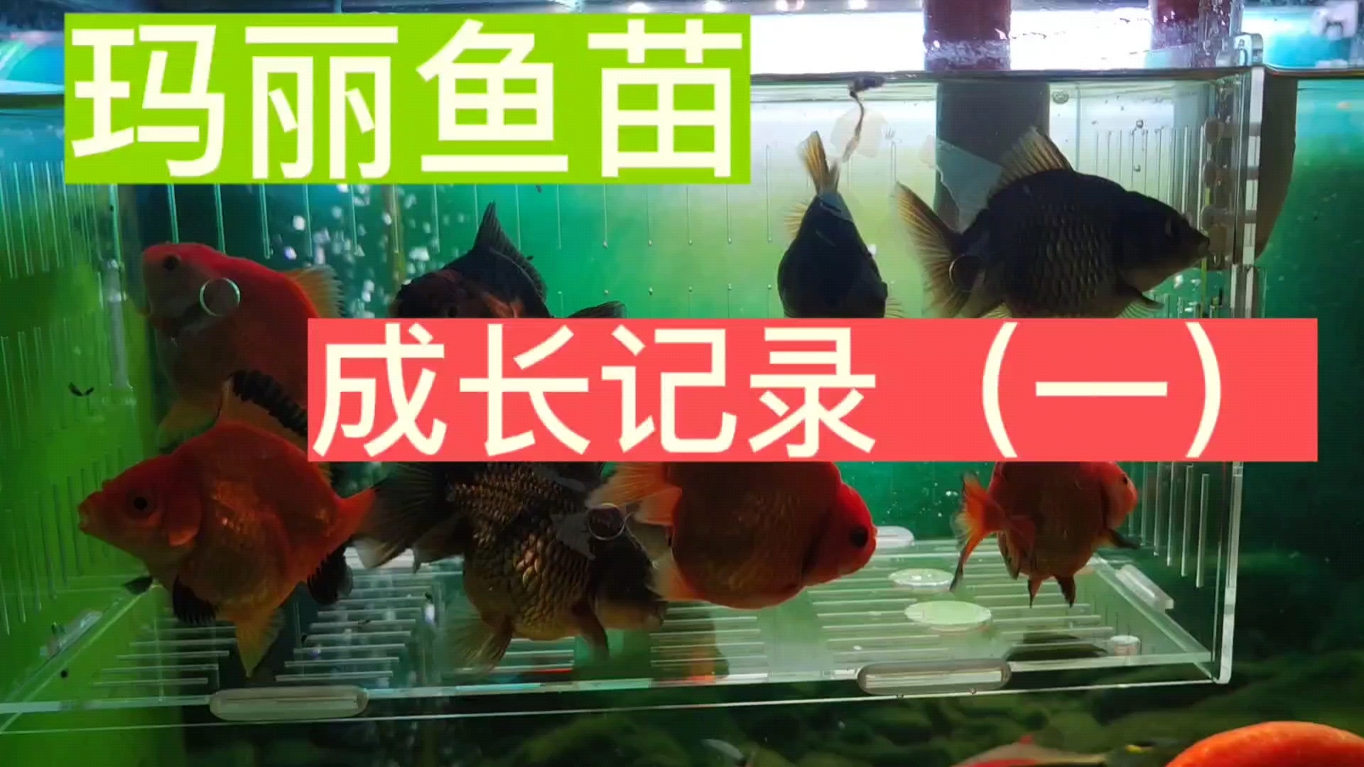 玛丽带苗记录(一)