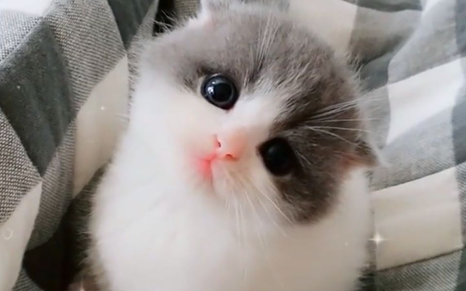 超呆萌小奶猫,小猫眼睛好奇盯着主人的手,太可爱了_哔哩哔哩 (゜-゜)