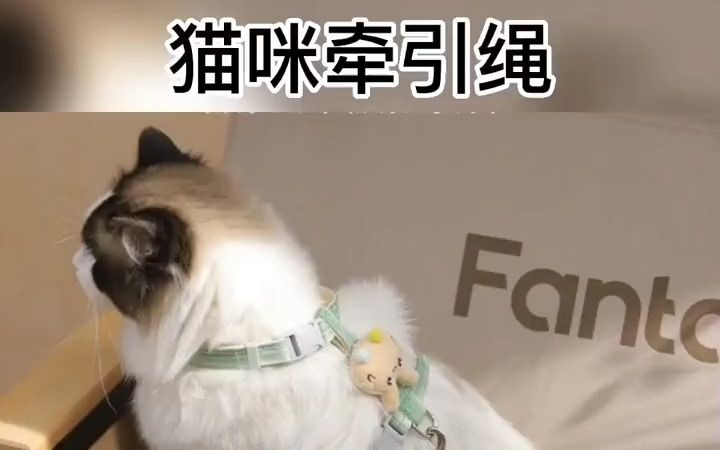 猫咪牵引绳防挣脱外出专用遛猫绳,溜猫链子宠物胸背带猫绳子可调节哔哩哔哩bilibili