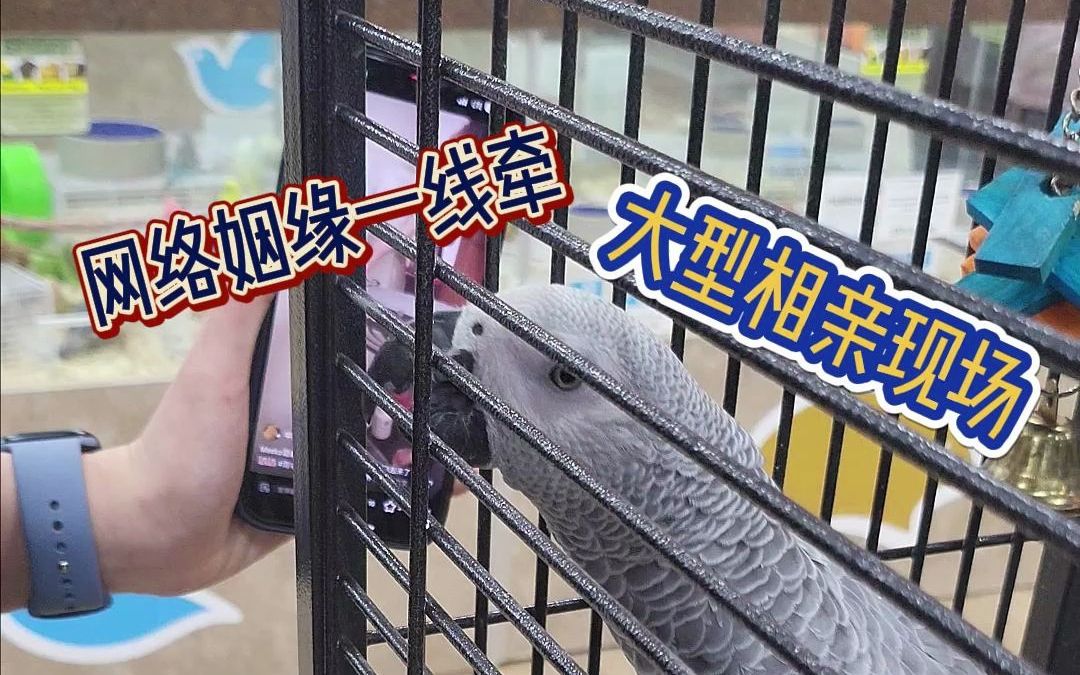 网络姻缘一线牵......哔哩哔哩bilibili