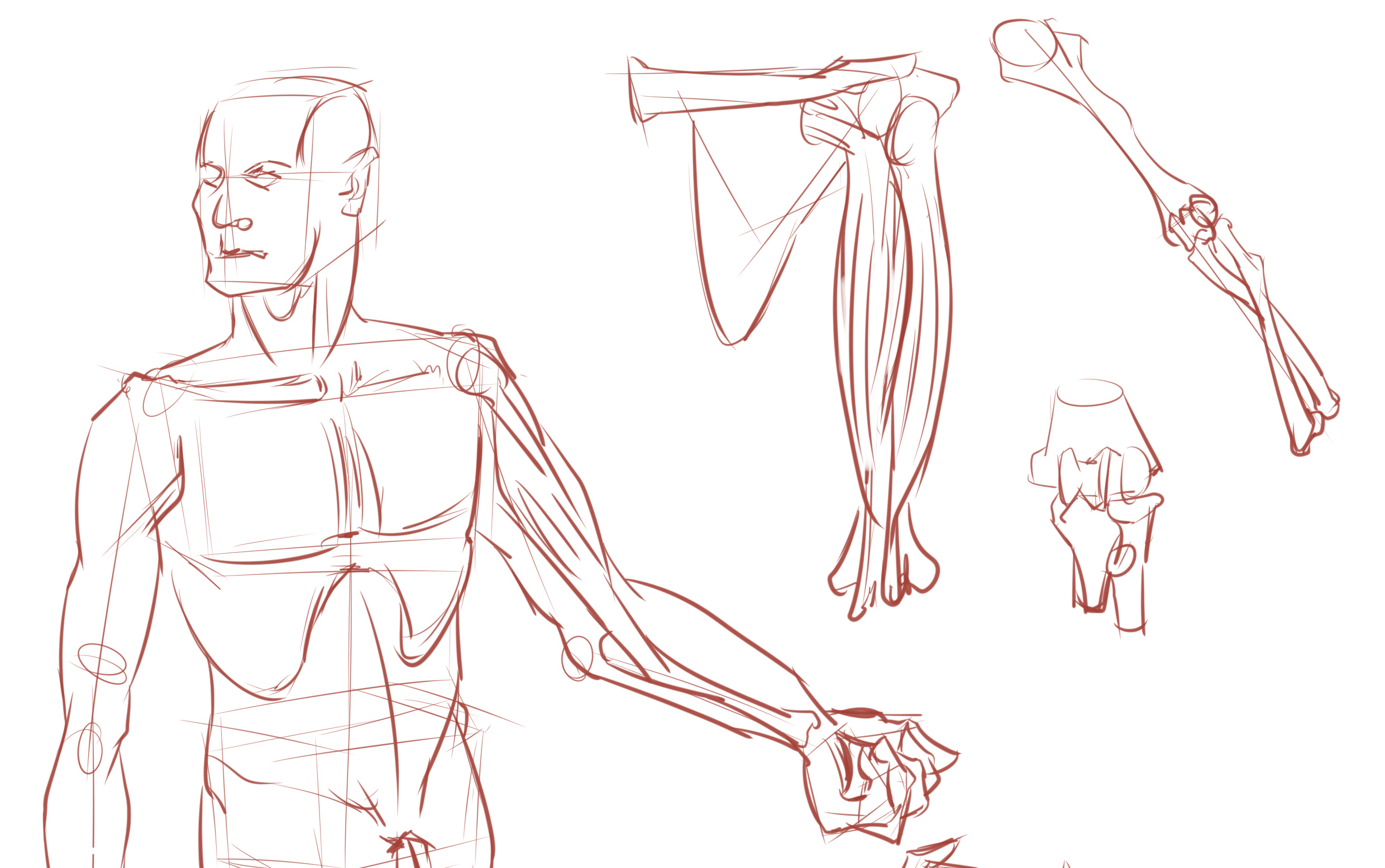 人体练习2 自学板绘打卡(四肢)互相鼓励鸭