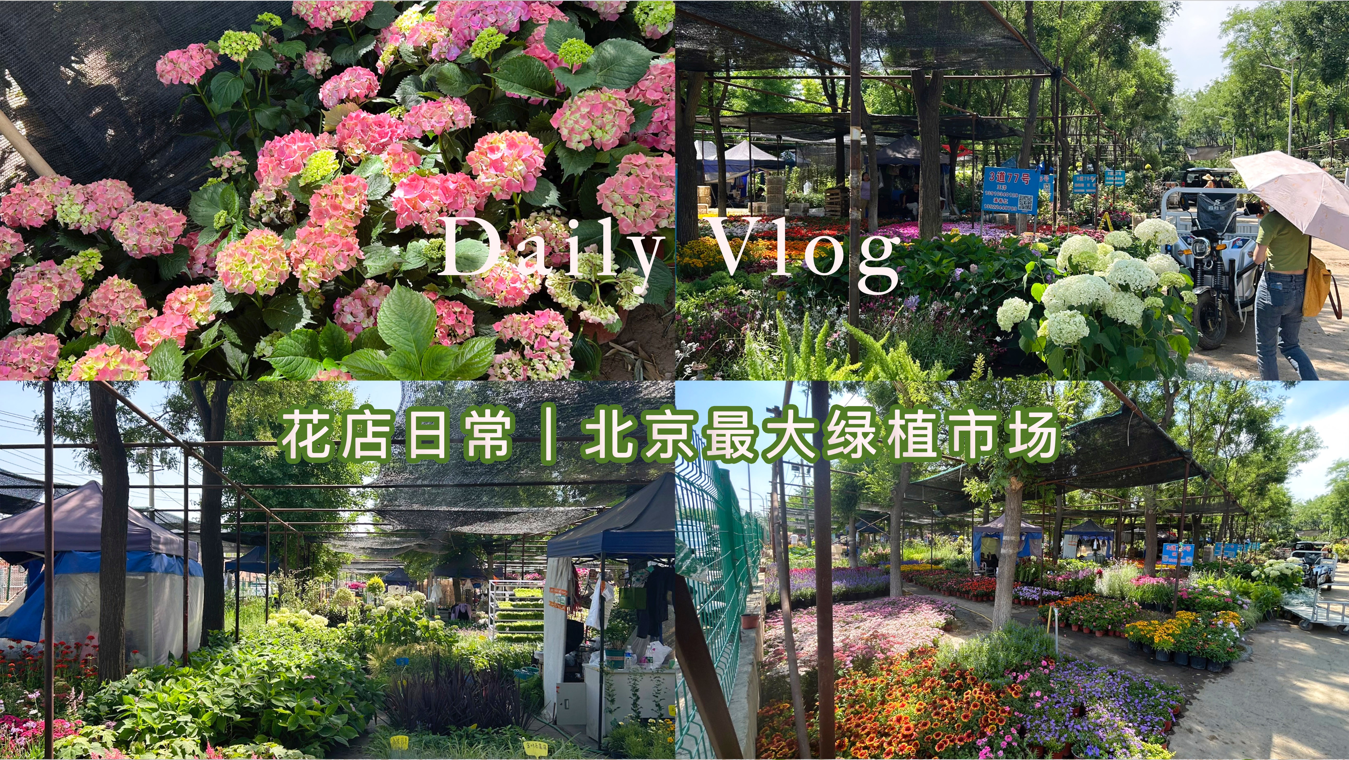 花店VLOG89|逛北京最大的绿植市场哔哩哔哩bilibili