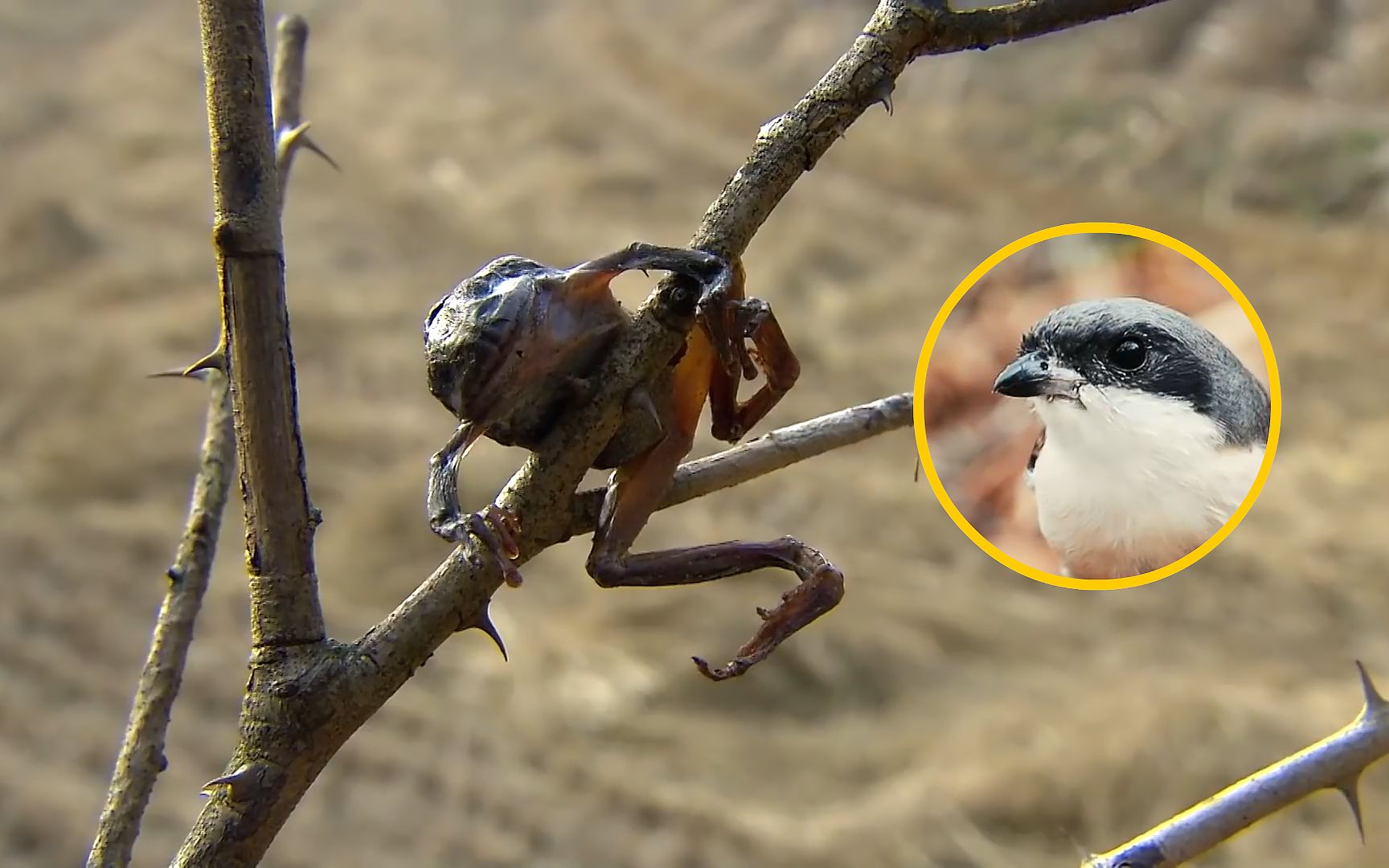 悬挂猎物尸体,称之为鸟中"屠夫"的伯劳鸟,为何有这么残忍而怪异的行为