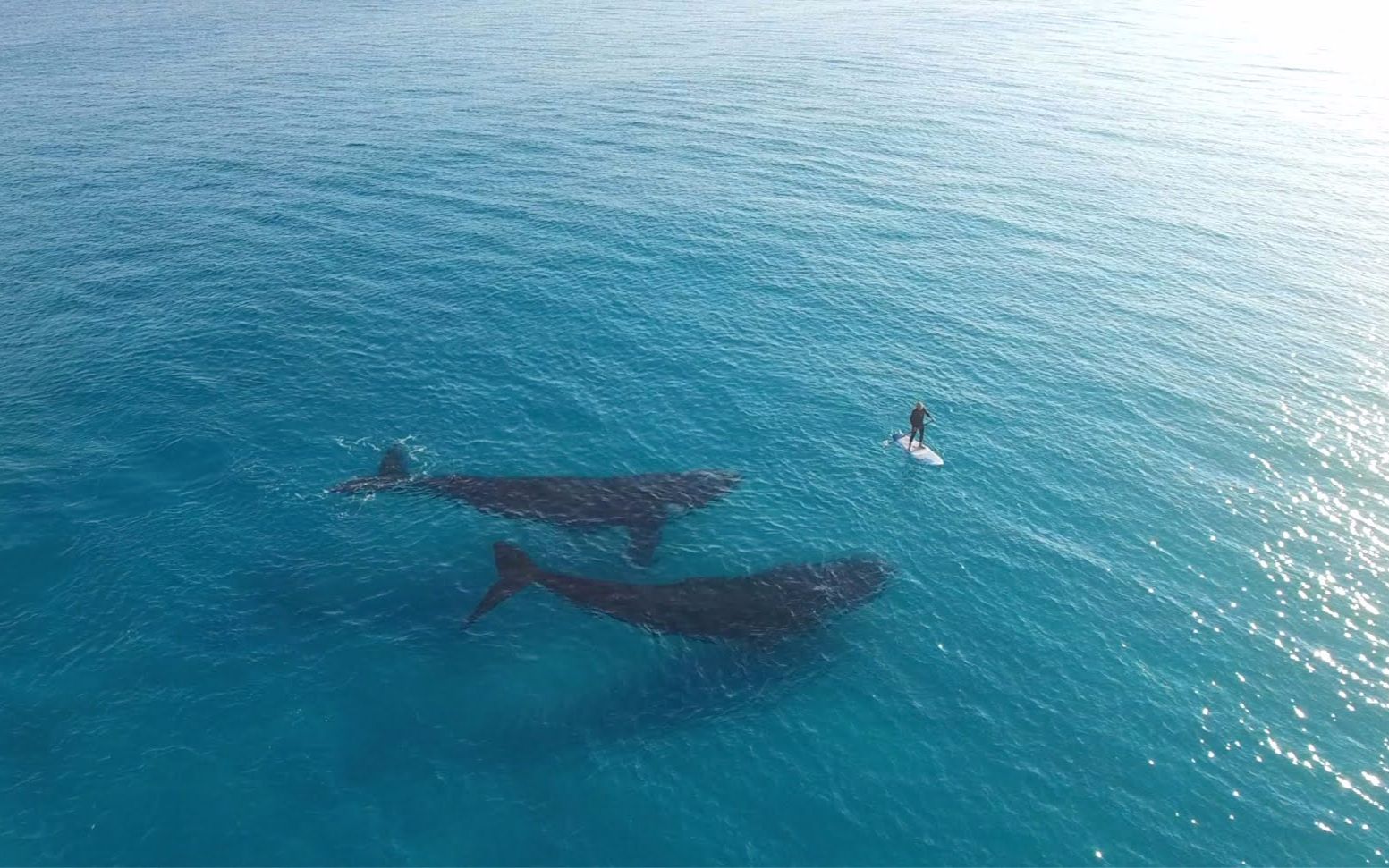 【自然/治愈】与小鲸鱼共舞(4k航拍)_哔哩哔哩 (゜-゜)つロ 干杯