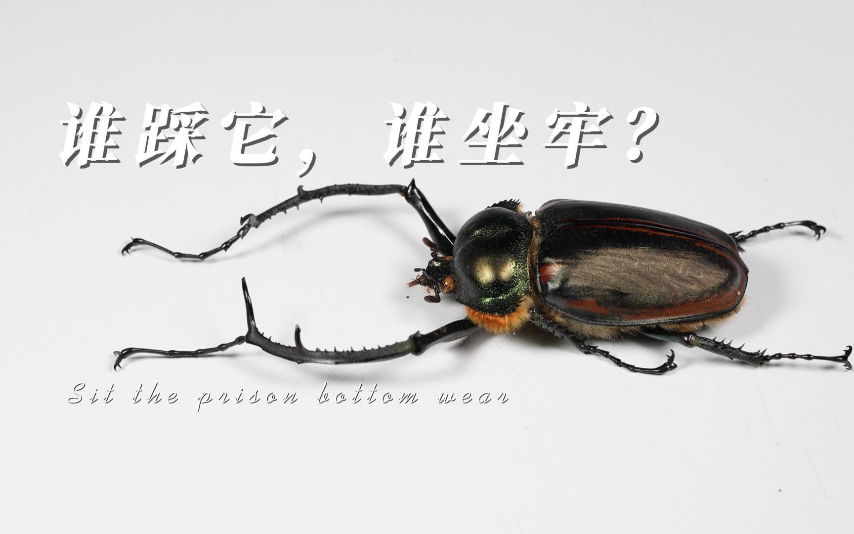 中国有哪些能让人"牢底坐穿"的虫子-非常朴素的普通僵尸-默认收藏夹