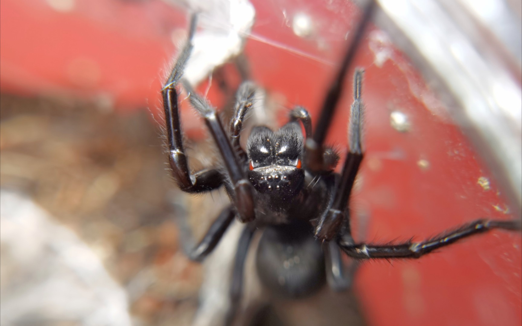 拟隙蛛接食(没对好焦)_哔哩哔哩 (゜-゜)つロ 干杯~-bilibili